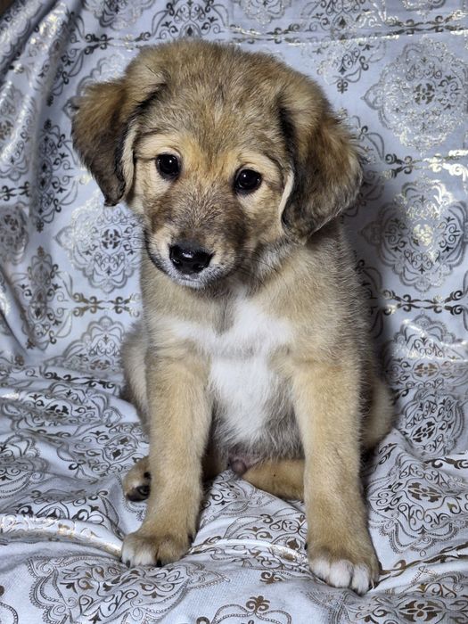 Подарите Тишке семью