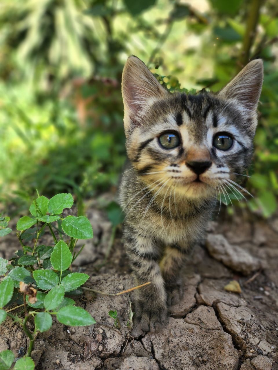 Милые котята ищут дом!