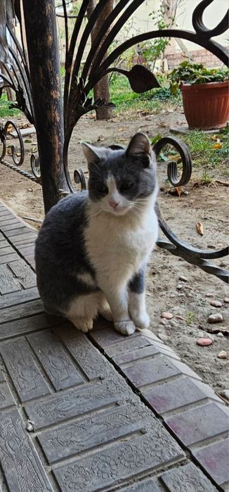 Котята ищут любящую семью