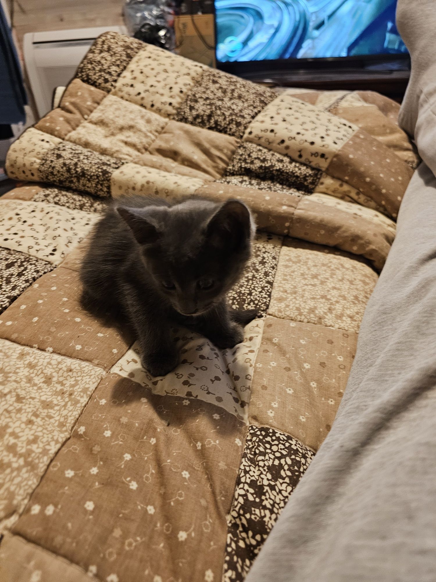 Котенце. Сивичко за подарък .