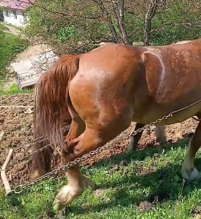 Iapa 4 ani de vânzare
