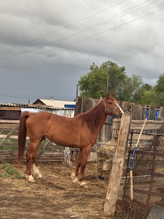 Жуас мінезді, қолға үйренген жирен жылқы сатылады, күтімі жақсы тамаша
