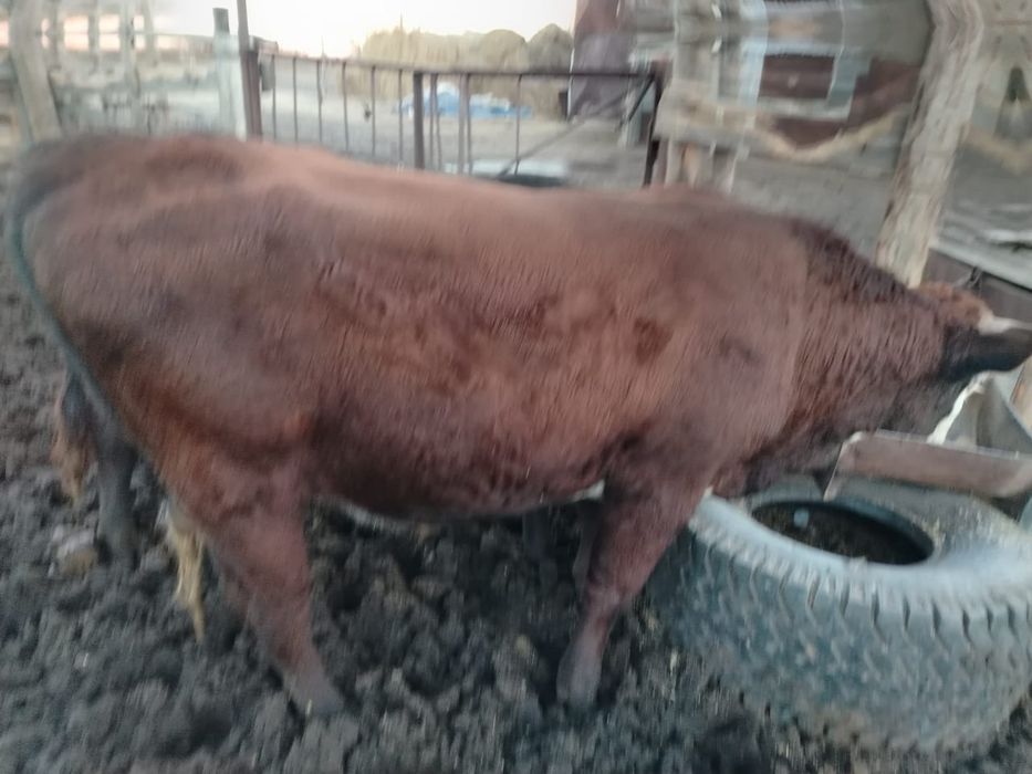 Продам быка 1,5 года , на откорме .