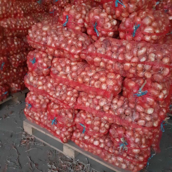 Ceapa plata stuttgart