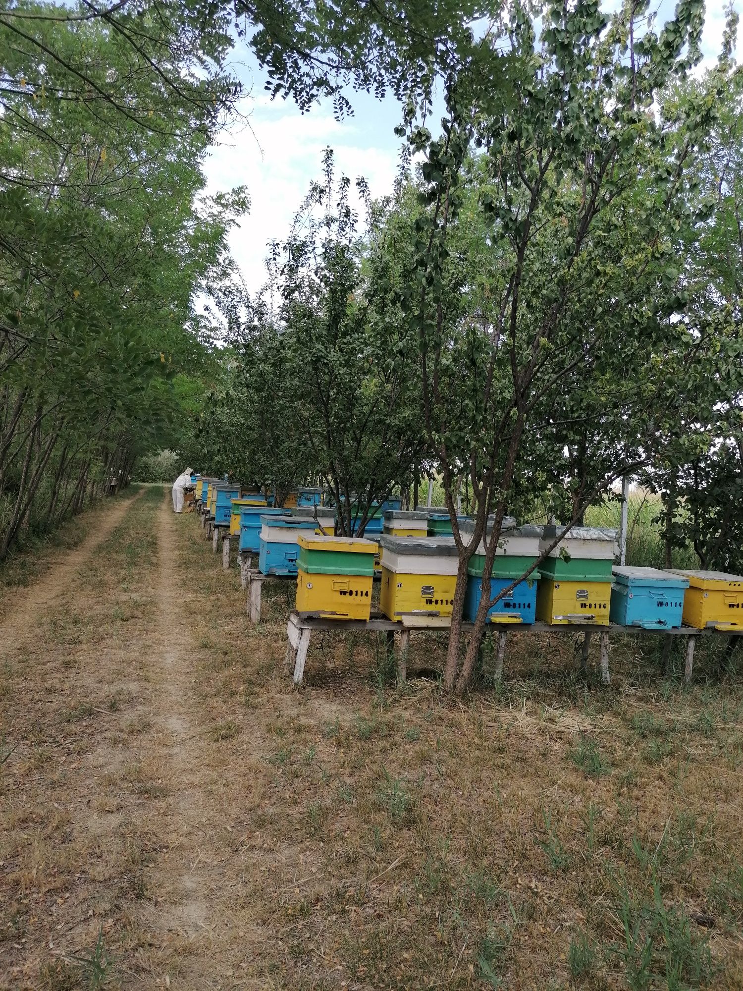 Vand  miere de albine poliflora en gros.