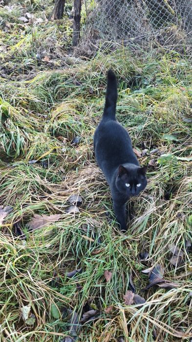 Donez motan frumos cuminte și curat