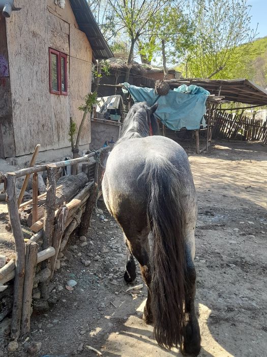 Cal de vânzare 7 ani probe