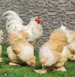 Vand Gaini Brahma si Araucana. Trimit în tar