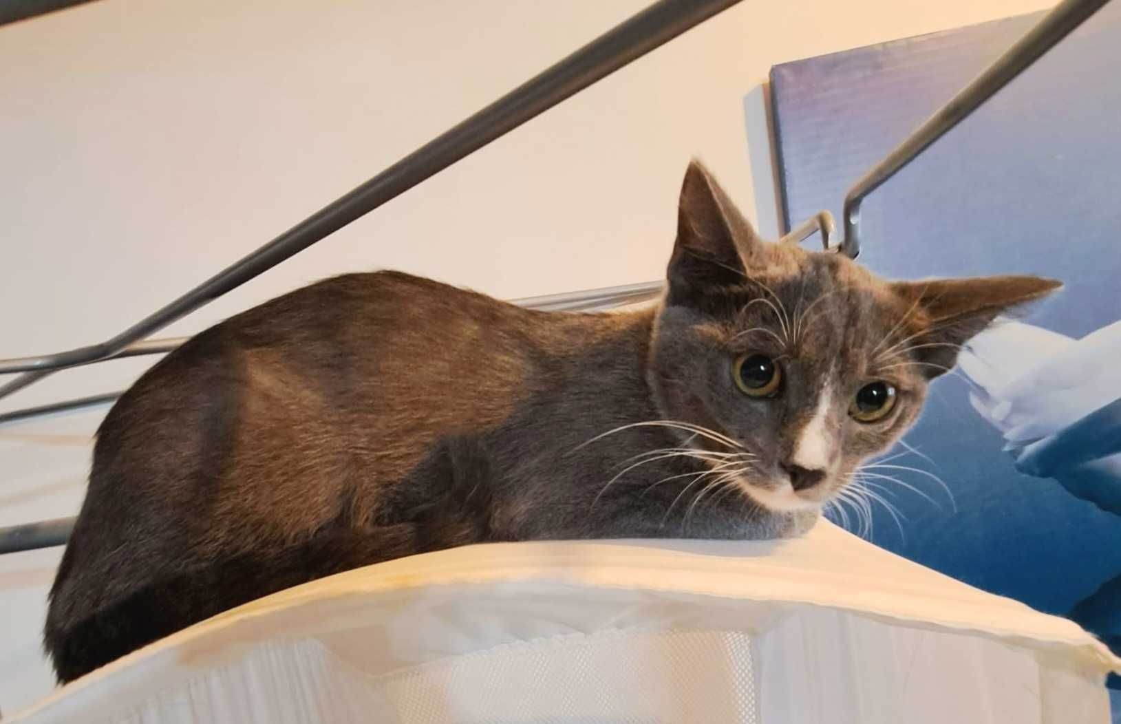 Adoptie pisica gri Simona