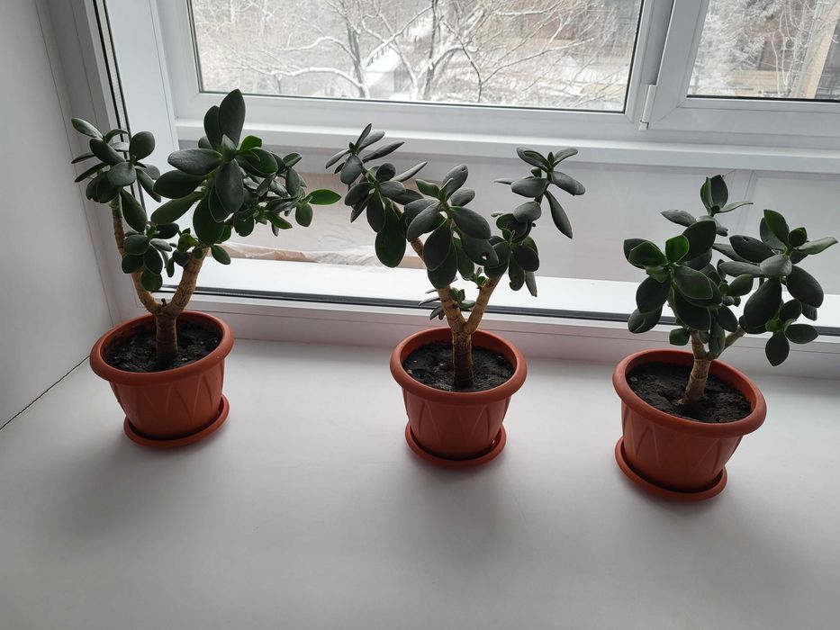 Денежное дерево (Толстянка) Crassula ovata