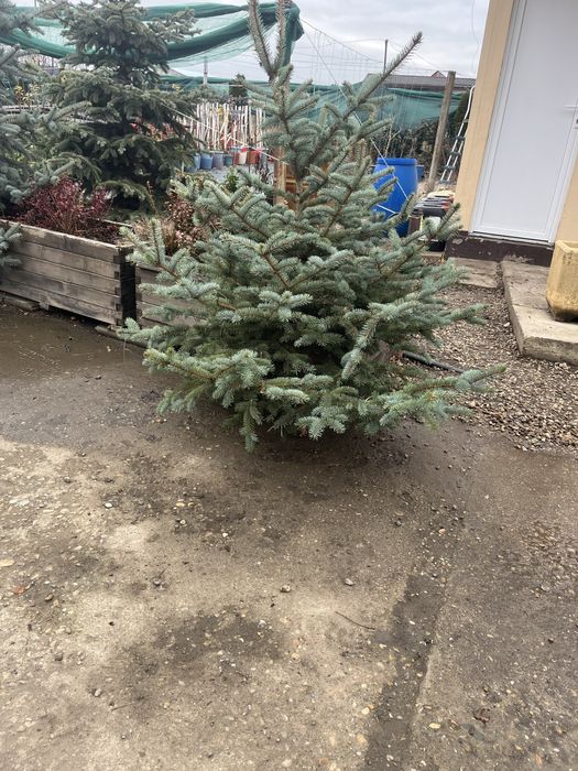 Brazi argintii de Craciun