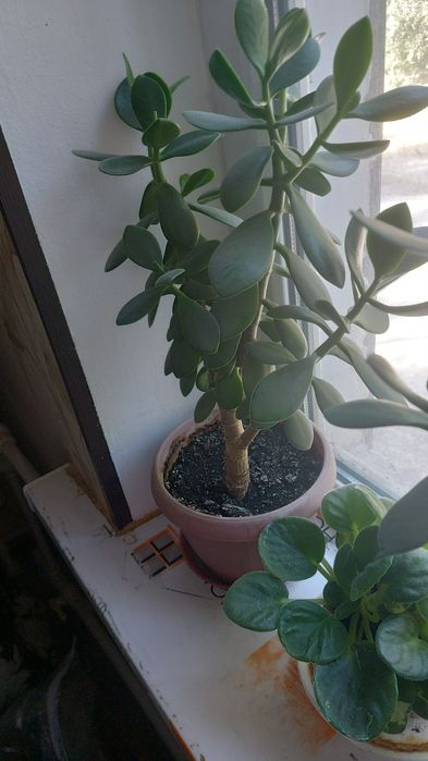 Продам денежное дерево.