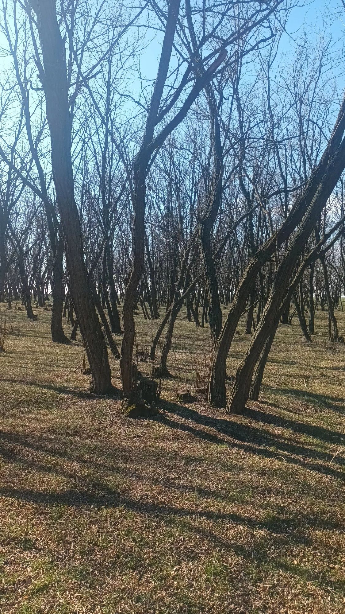 Vând 2 ha pădure de salcâm