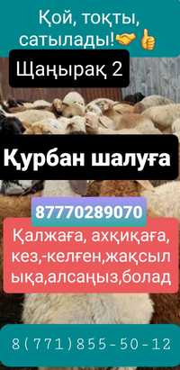 Кой Бараны токтушки продаётся.Бесплатная быстрая доставка по городу.