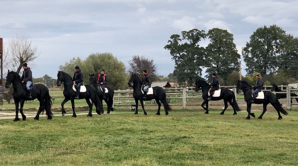 Friesian mânz iapă armăsar Frizian