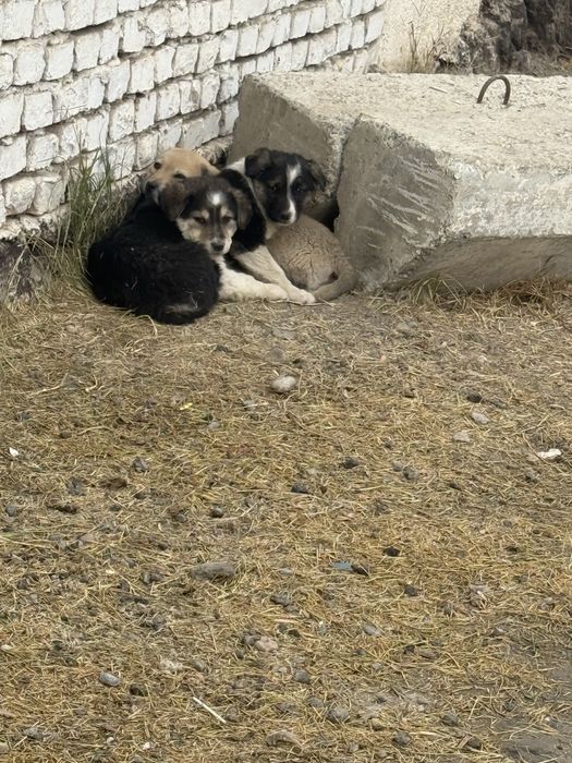 Отдам в хорошие руки