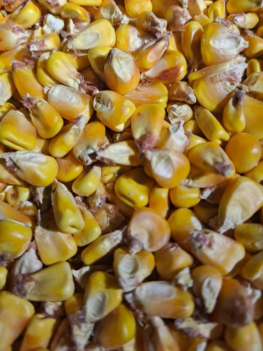 Vând porumb boabe producție 2025