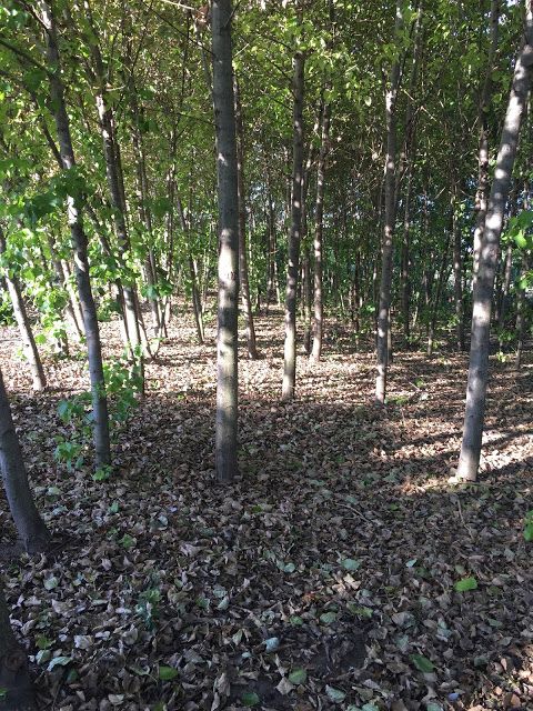 Vand butasi de plop si salcie energetica