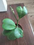 Vând hoya Kerii Plantă de apartament