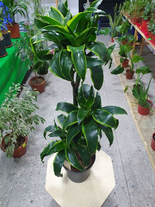 Drasena Dorado [Драцена Дорадо]