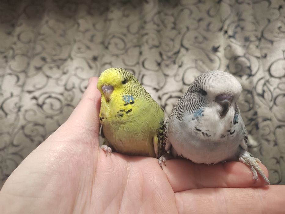 Perusi standard perechi adulti / pui / tineret papagali