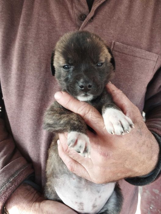 Отдам щенят в добрые руки