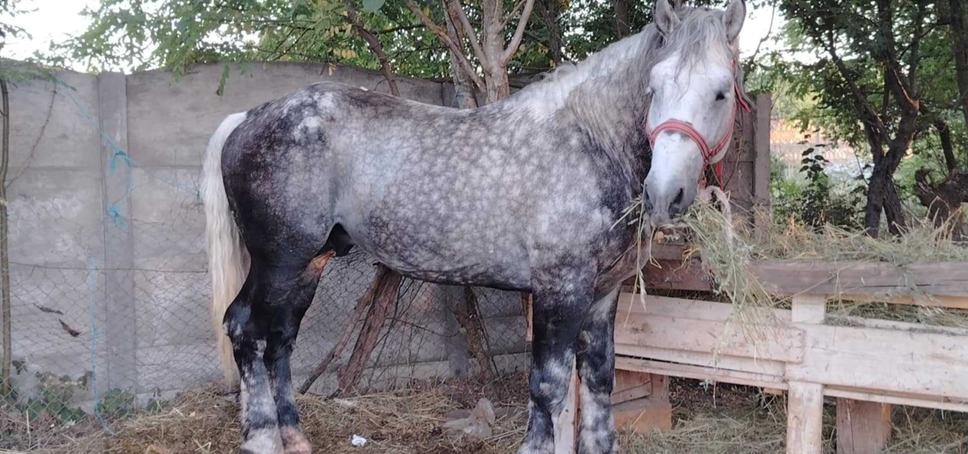 Armăsar de vanzare