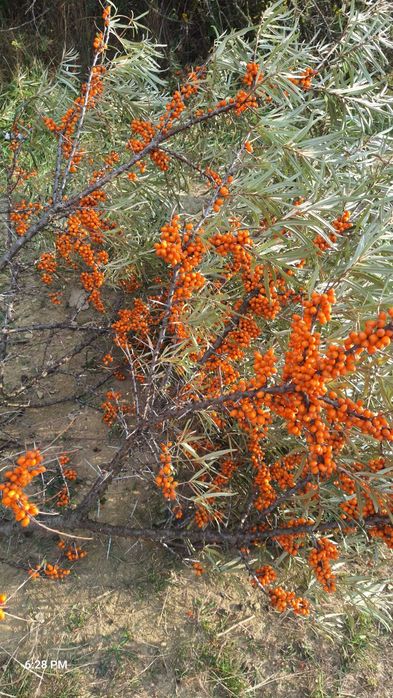 Produse apicole din productia proprie.