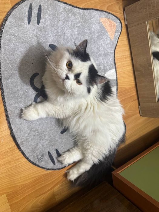 Котик бесплатно даром