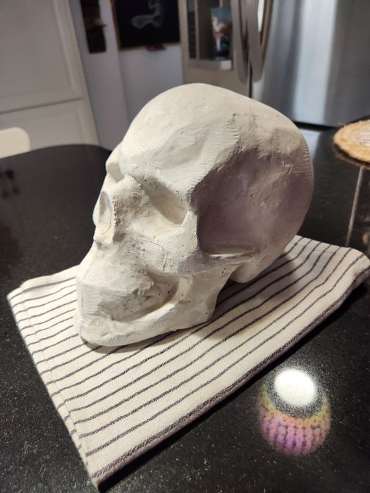 Гипсови череп в реален размер за рисуване
