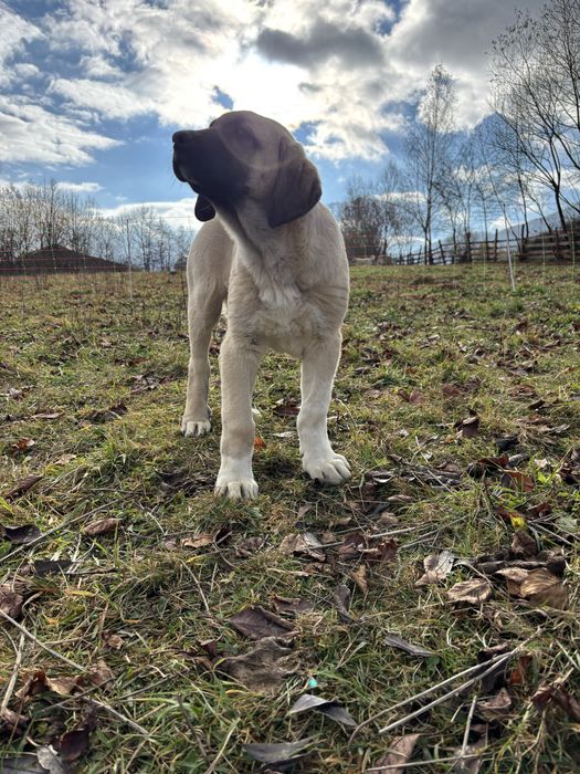 Kangal Malakli Pedigree FCI