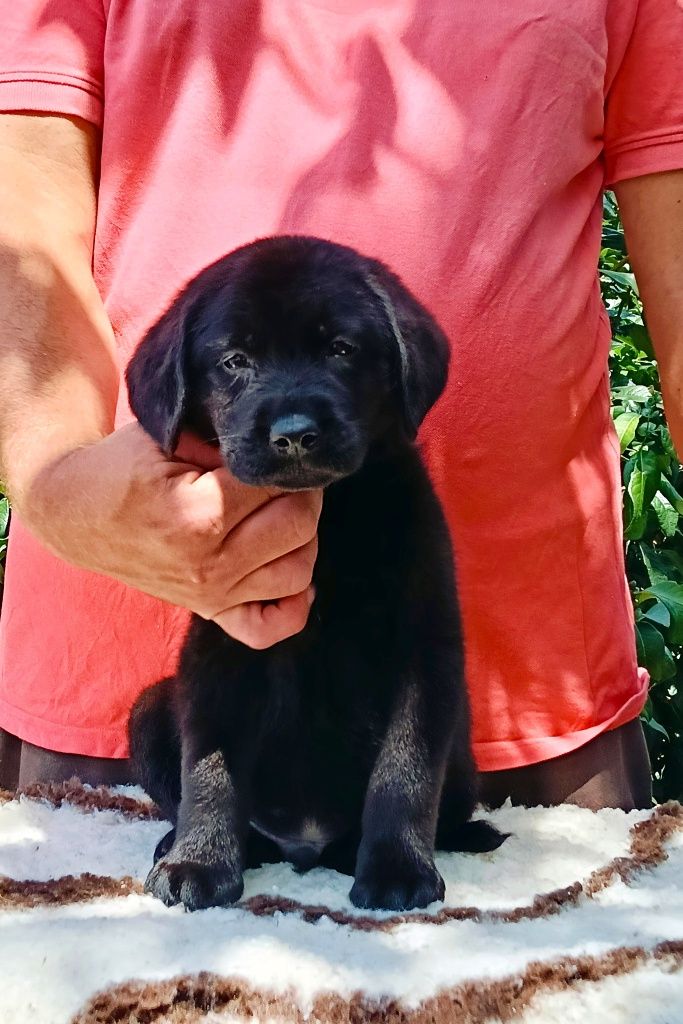 Labrador Retriever cu Pedigree Tip A – Pui de Vânzare
