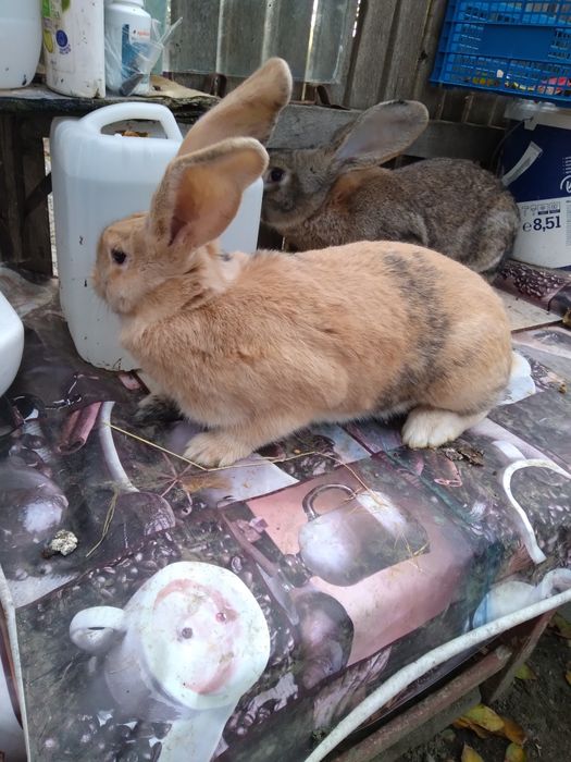 Uriași german și alte rase!