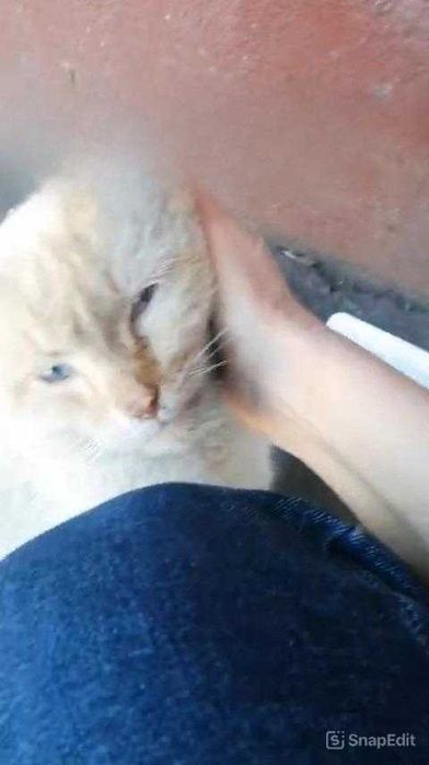 Коту очень нужен дом!