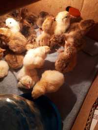 Продам цыплят суточных