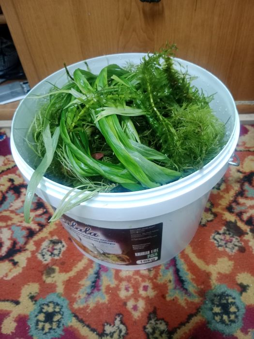 Отдам растения в аквариум