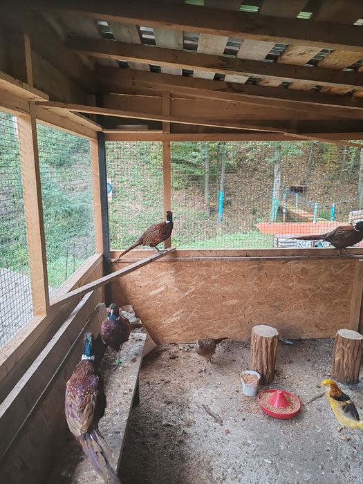 Fazani comuni de vanzare