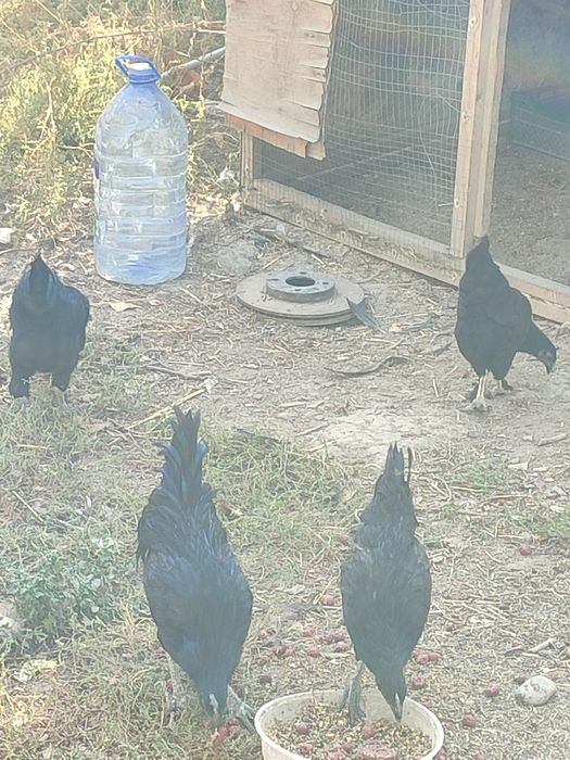 Ухейилюй жужалари сотилада 6-7 ойлик