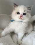 Ragdoll fetita superba