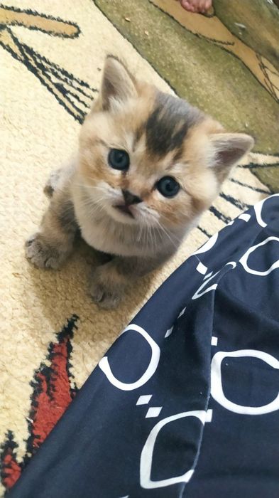 Zalatistiy shinshila