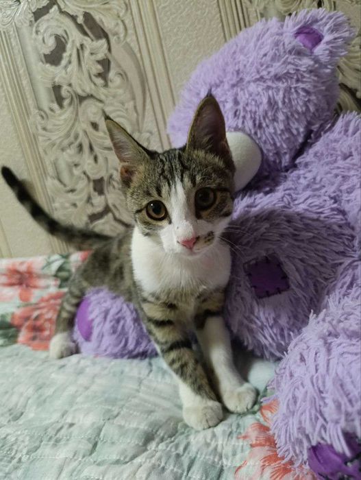 Котёнок в добрые руки