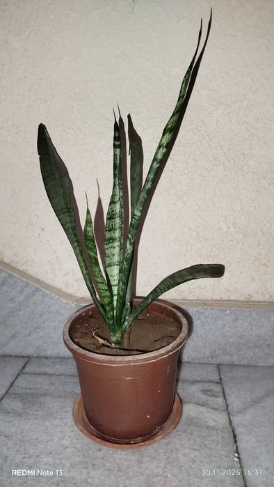 Комнатные растения