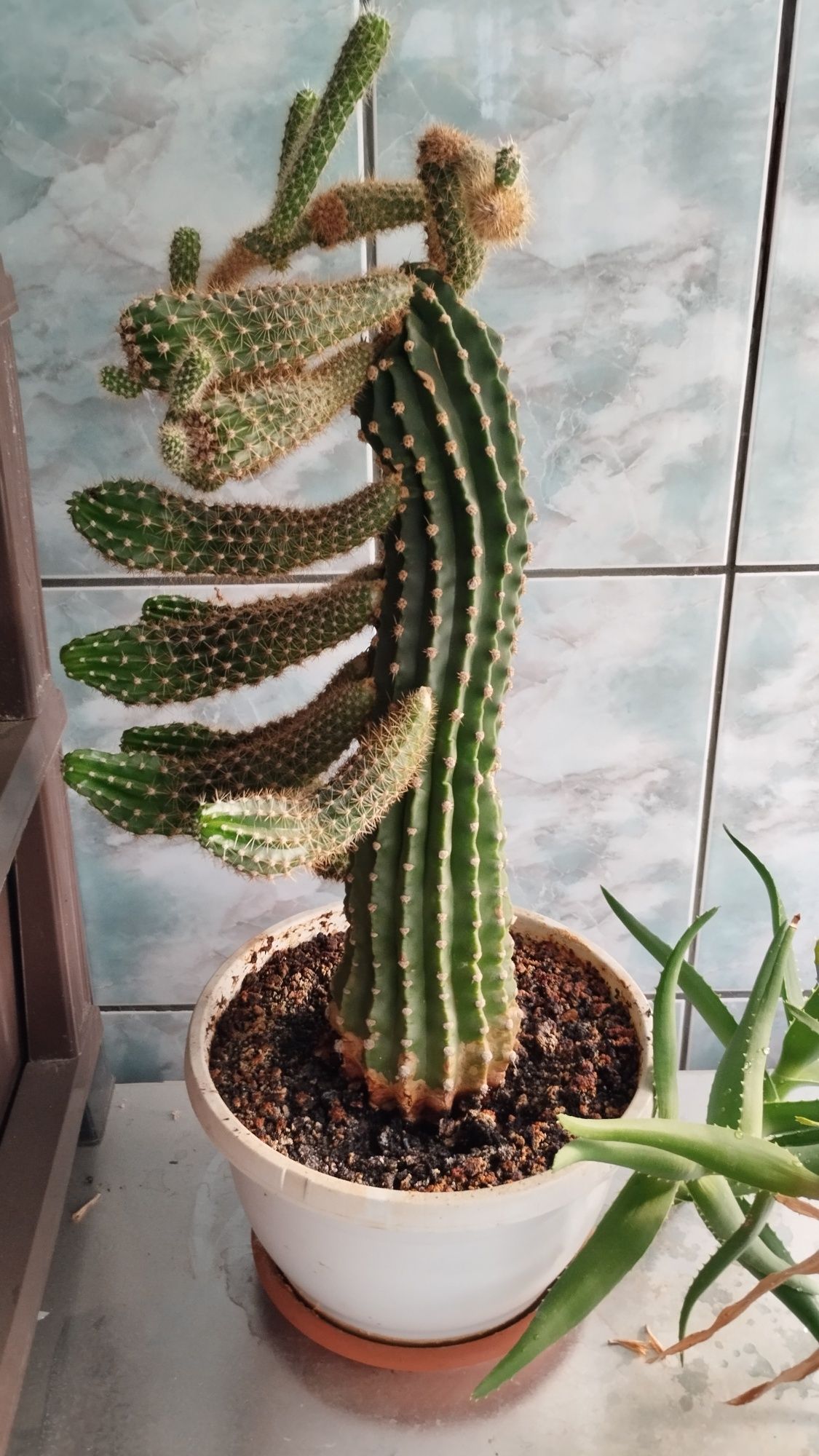Cactus cam 40 50 cm cu muguri