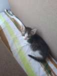 Ofer spre adoptie