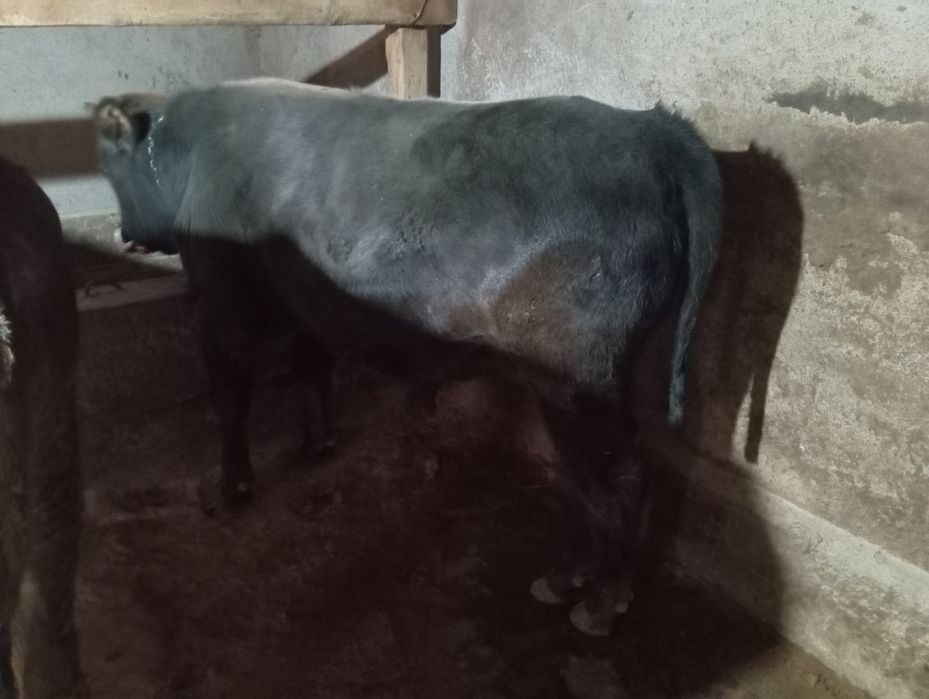 Продам бычка срочно