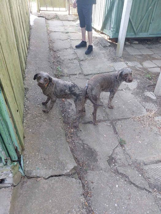 Мъжки Кученца Лагото