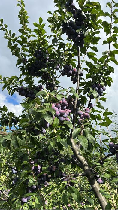 Prune pentru tuica sau consum