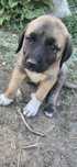 Căței kangal 7 săptămâni