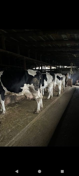 Vând vacii gestante în ultima lună