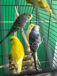 Papagali specia Perus